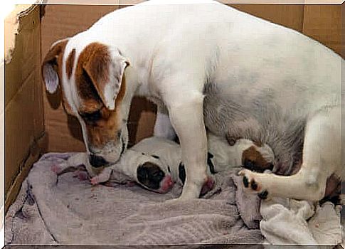 Newborn dogs with their mother