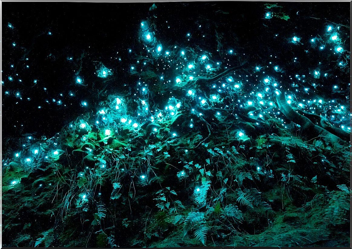 Some glow-in-the-dark worms in a cave.