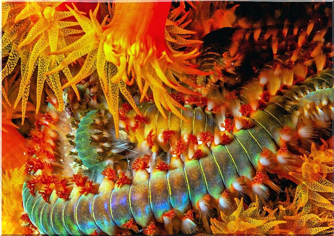 Marine worm capable of producing light.