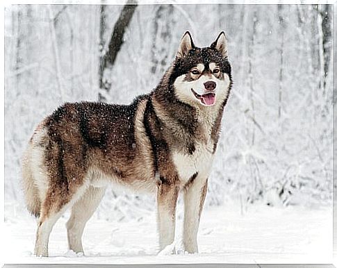 5 breeds of Nordic dogs: learn more here!