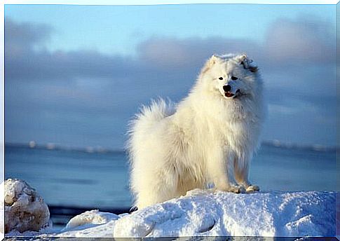 Samoyed: the always smiling dog