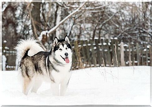 Alaskan Malamute: Strength and Beauty