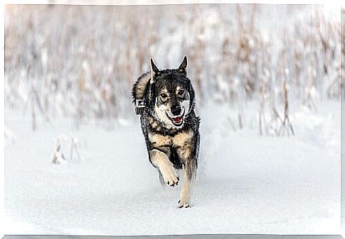 Elkhound: a hunting dog