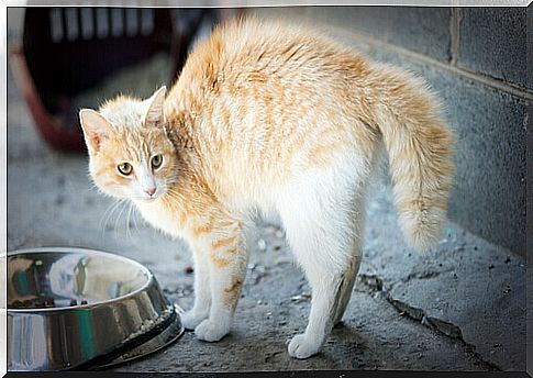 5 causes of phobia in cats