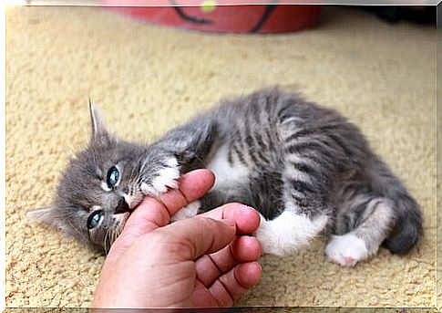 baby_cat_biting_finger