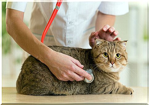 cat veterinarian