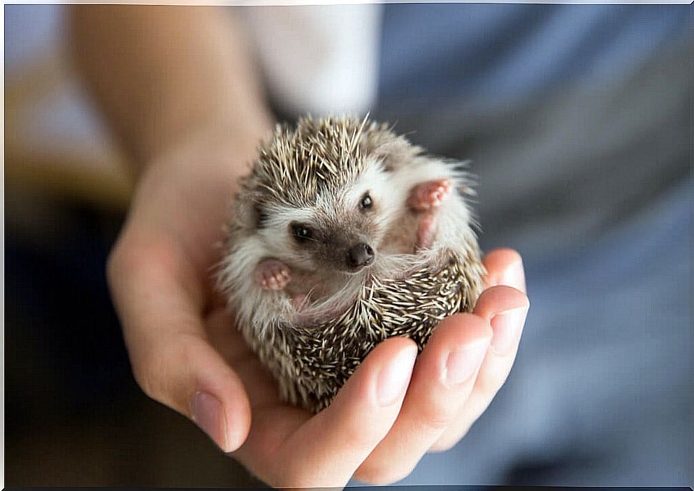 5 fun facts you didn't know about hedgehogs