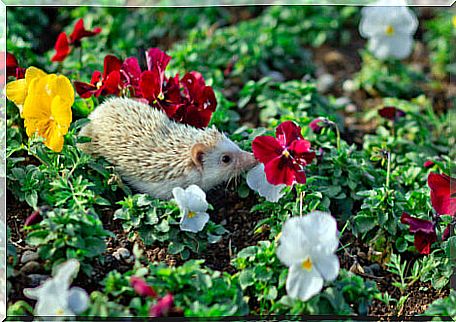 A hedgehog in a field of flowers.