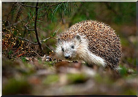 A big hedgehog in the forest.