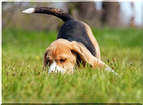 beagle crawling the ground