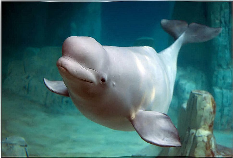 A beluga at sea.