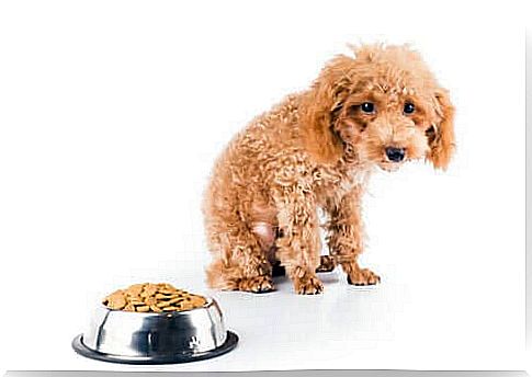 6 reasons why a dog doesn't get fat