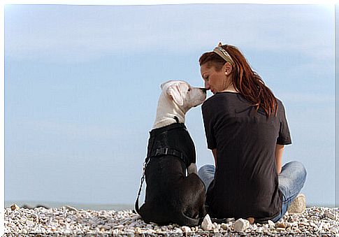 Como ter um relacionamento amigável com seu cachorro