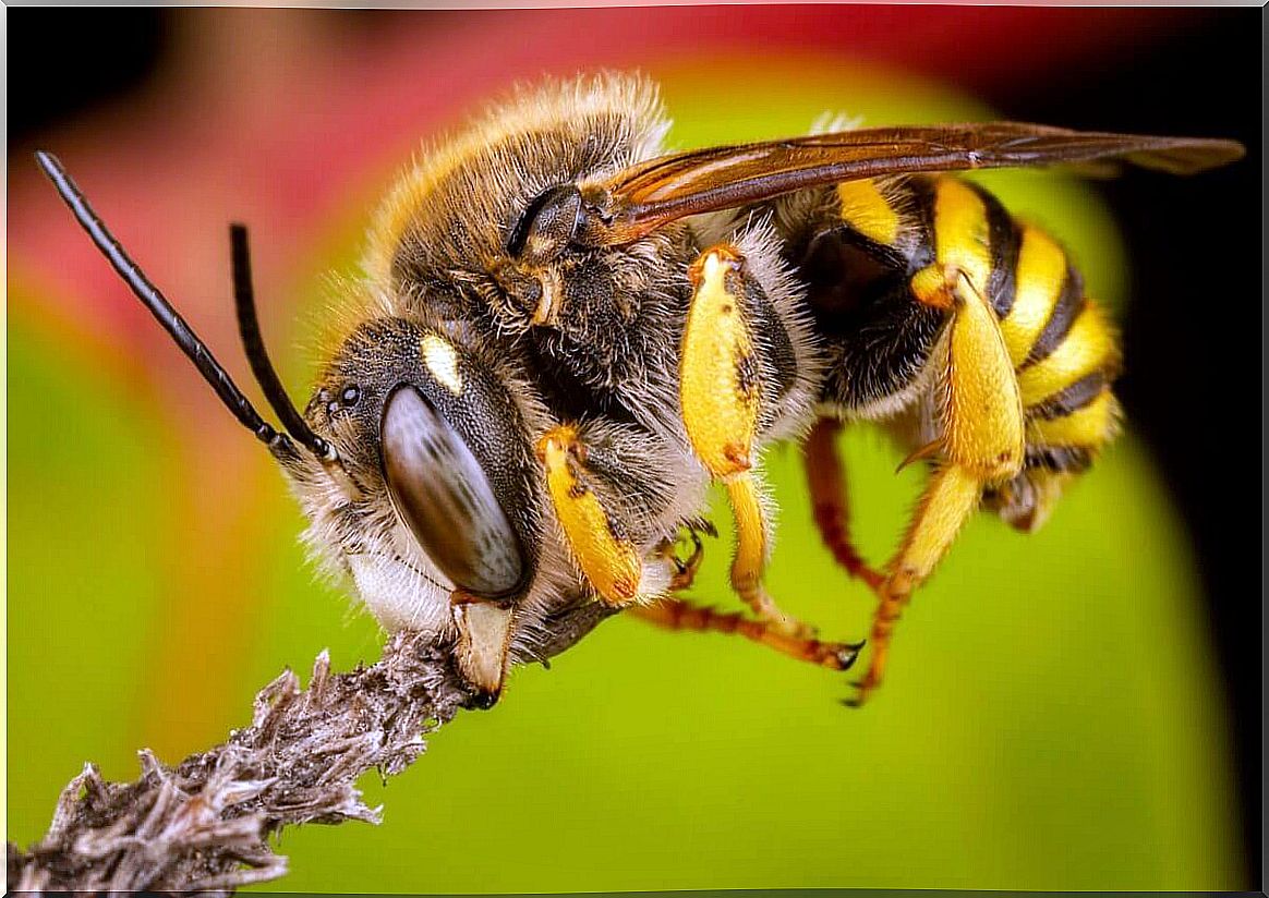 Another type of bee.