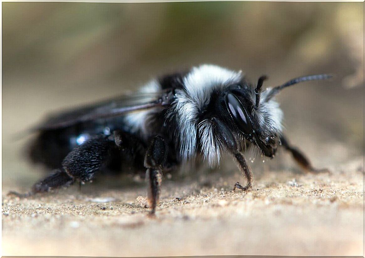 A bee of the Andrenidae family.