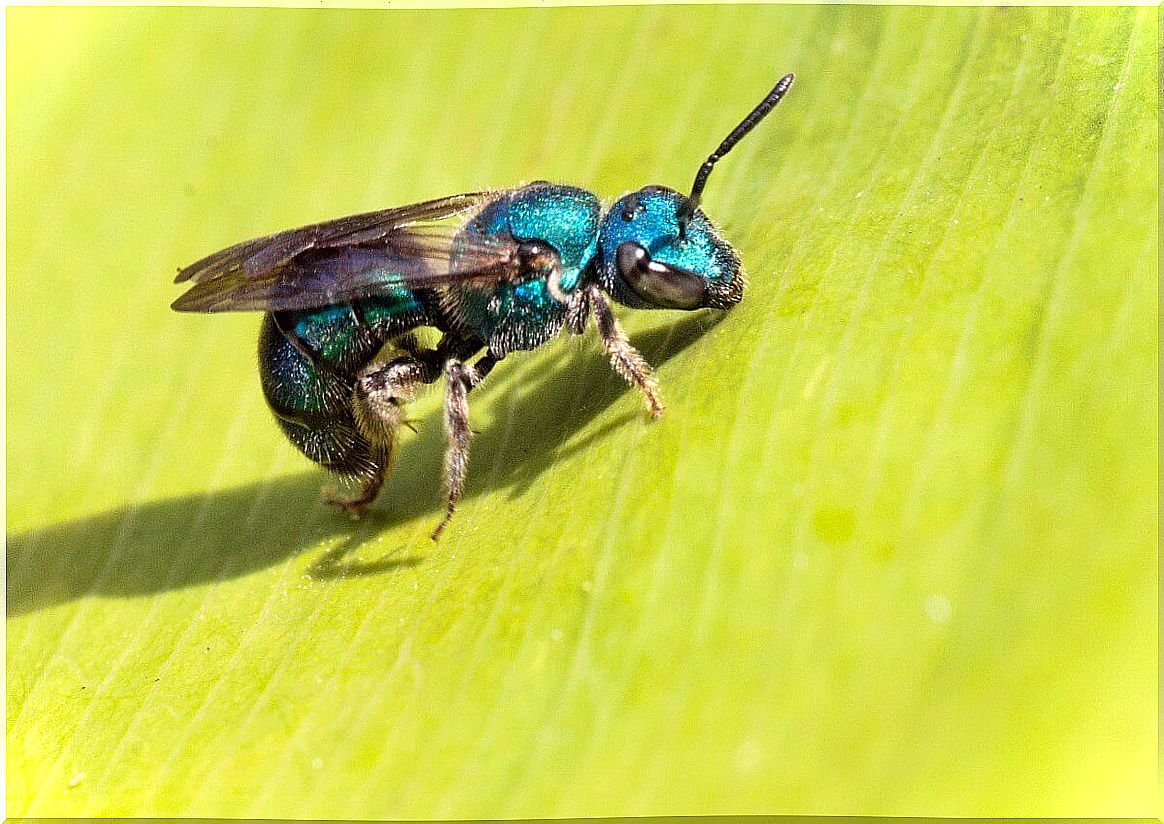 A type of bee on a leaf.