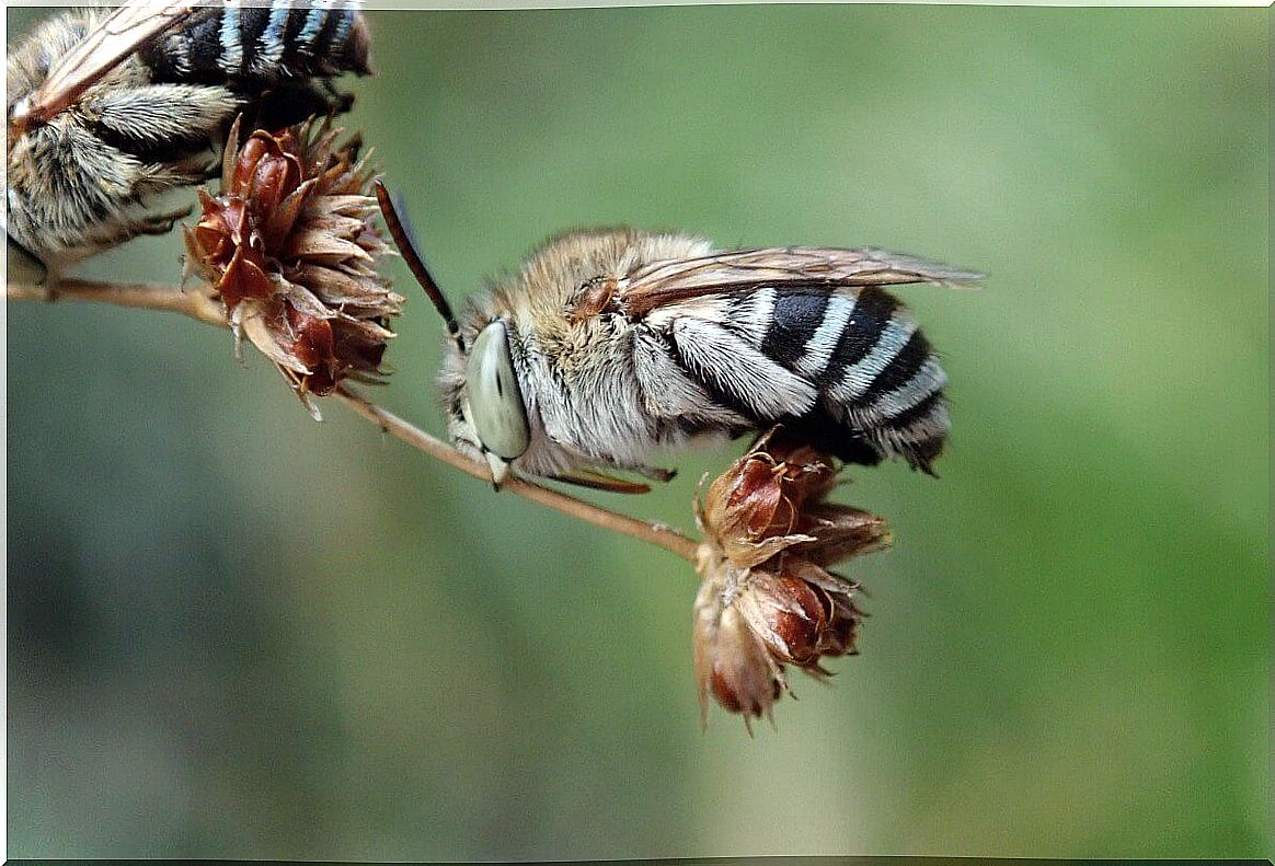 A type of Australian bee.