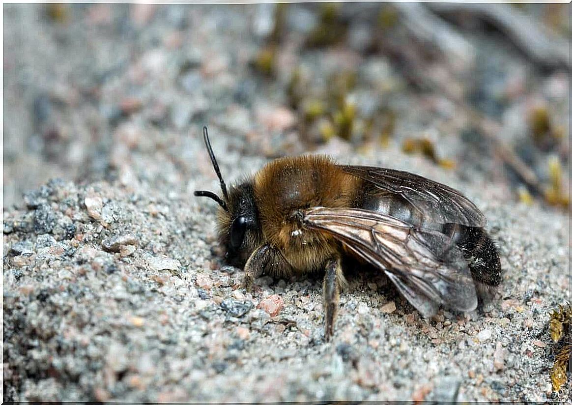 A kind of bee on the stone.