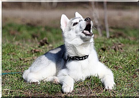 Siberian Husky Puppy