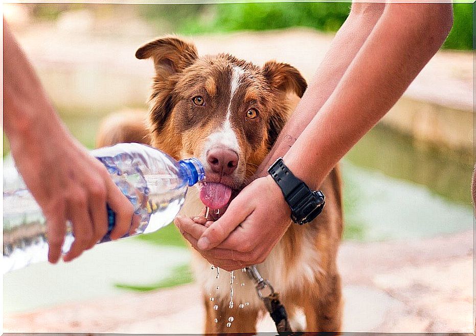 dog drinking water