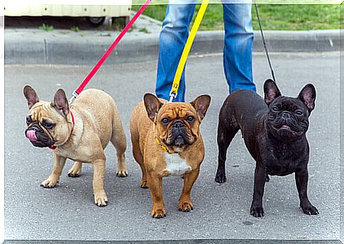 7 tips for your dog not to pull the leash