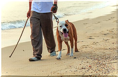 man walking a dog on the beach