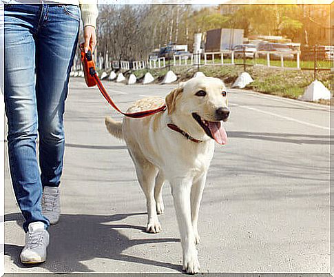 woman walking a dog