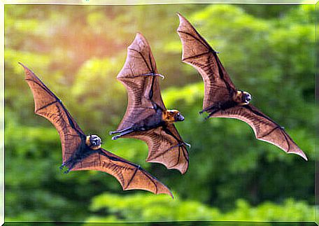 Three fruit bats flying.