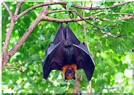 A hanging fruit bat.