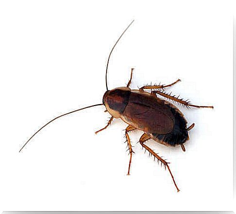 9 fun facts about cockroaches