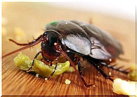 cockroach feeding