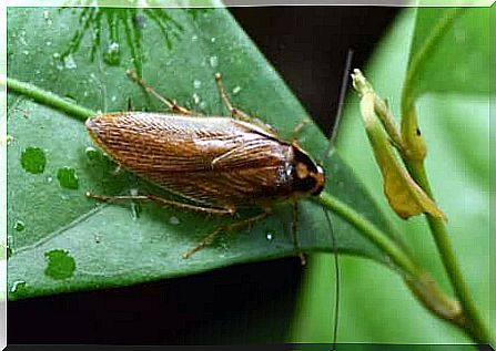 cockroach in green leaf