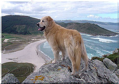 dog watching beach