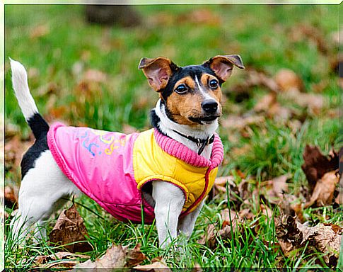 A parade of dog clothes will benefit animals in abandoned situations