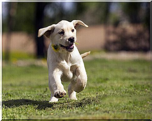 running dog