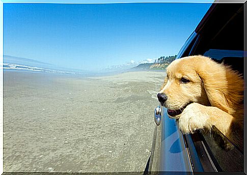 A dog, the best travel companion