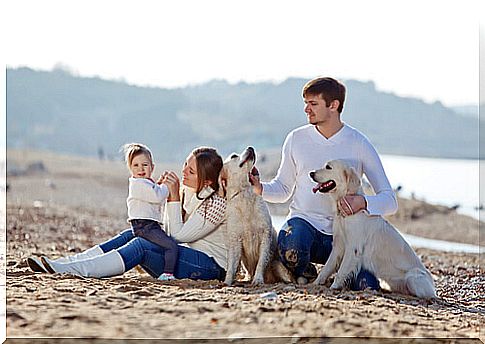 traveling with pets