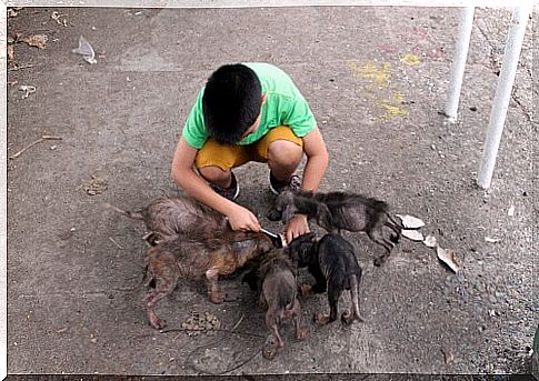 A Filipino boy fulfills his dream and creates an animal shelter