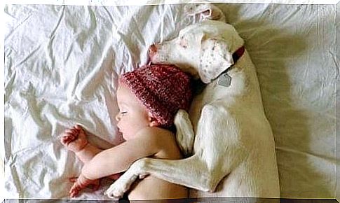 A little dog overcomes her past abuse thanks to a baby