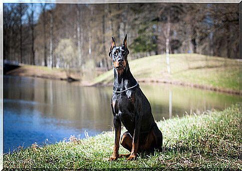 Doberman