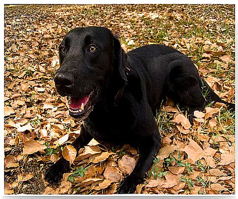 A female dog starts a new method to detect diseases