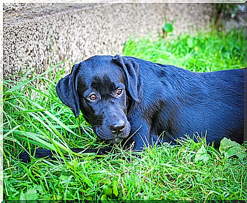 Labrador that detects diseases