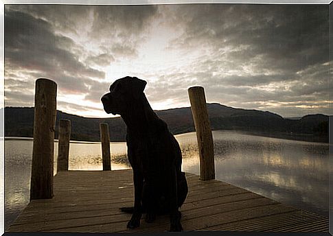 Labrador can detect diseases