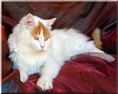 A swimming cat: the Turkish Van