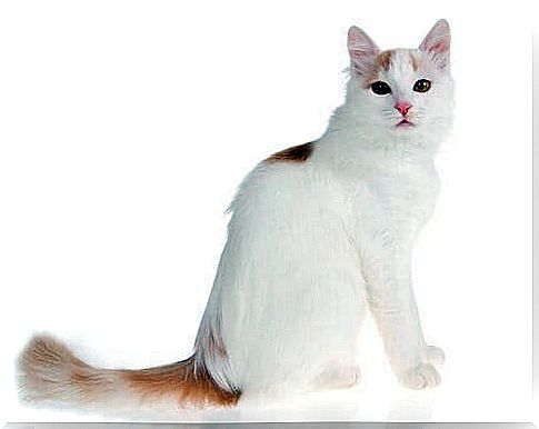 Turkish Van Cat