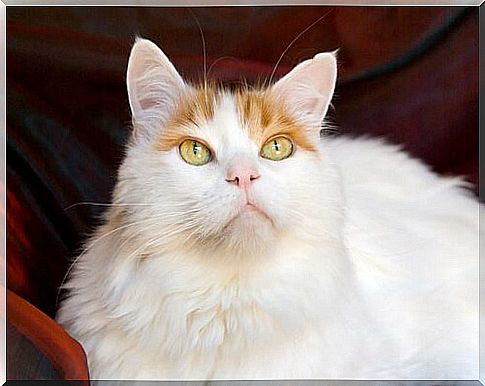 Turkish van