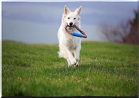 dog running with toy