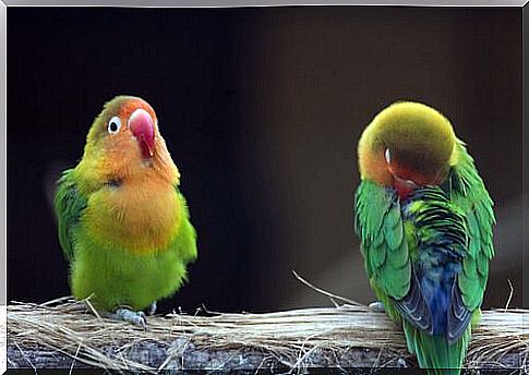 Lovebirds: characteristics, breeds and care