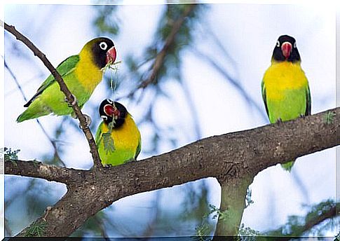 Lovebird specimens