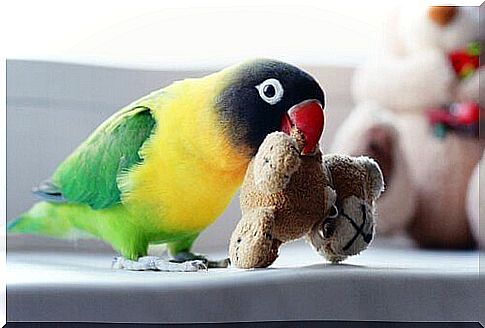 bird with teddy bear